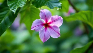 Fleur de bananier en détail avec bractées pourpres pour guide soins floraison
