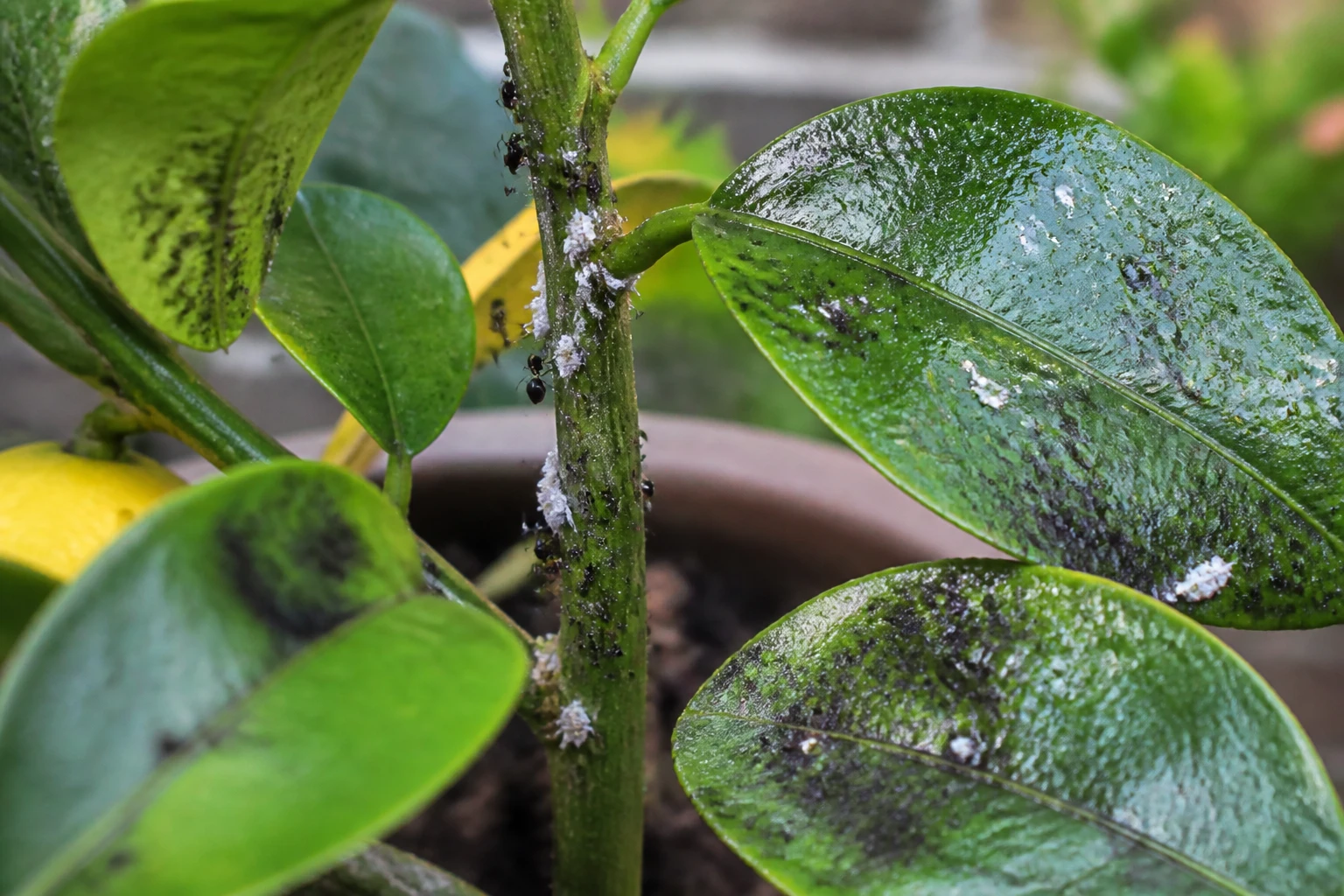 Fourmis sur citronnier : traiter les vraies causes pour en finir