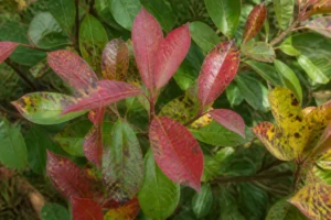 Haie de photinia avec taches brunes sur feuilles, symptômes d'entomosporiose visible au jardin