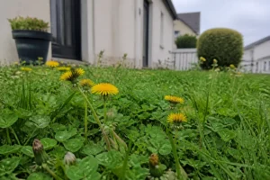 Pelouse française avec pissenlits et trèfle entre les brins d'herbe verte, lumière matinale douce