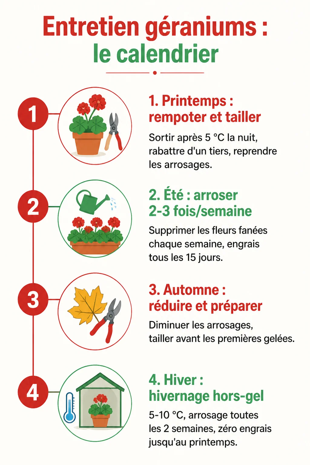 Entretien géraniums : le calendrier : 1. Printemps : rempoter et tailler, 2. Été : arroser 2-3 fois/semaine, 3. Automne : réduire et préparer, 4. Hiver : hivernage hors-gel