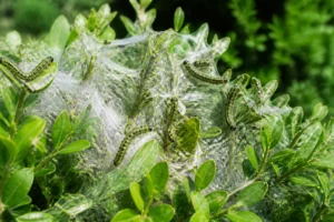 Chenilles de pyrale du buis sur rameaux entourés de fils de soie blancs dans un jardin