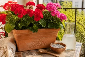 Géraniums rouges en fleurs sur un balcon ensoleillé avec des ingrédients naturels pour les entretenir